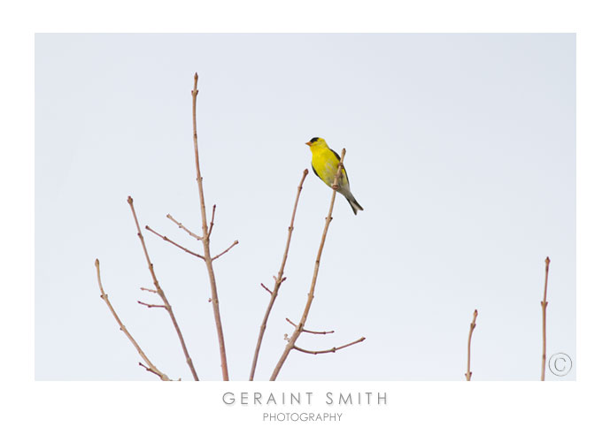 American Goldfinch