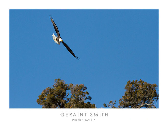 Out of the blue ... Bald Eagle along the Rio Grande