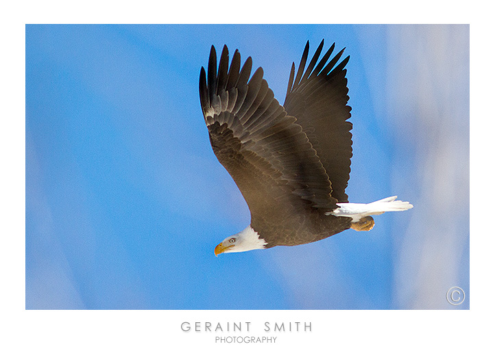 Can't seem to stay away from the eagles along the Rio Grande in Taos, NM