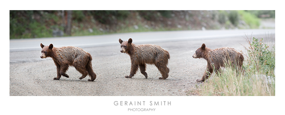 Bear leaving the woods, a composite and a flashback, summer 2010