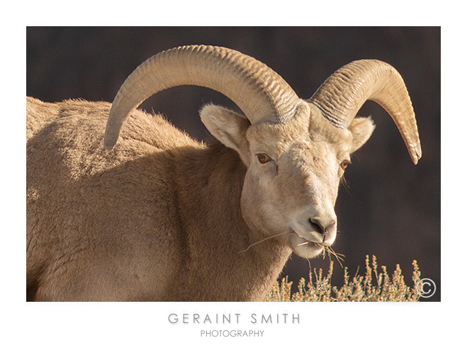 Bighorn sheep on the rim of the Rio Grande Gorge