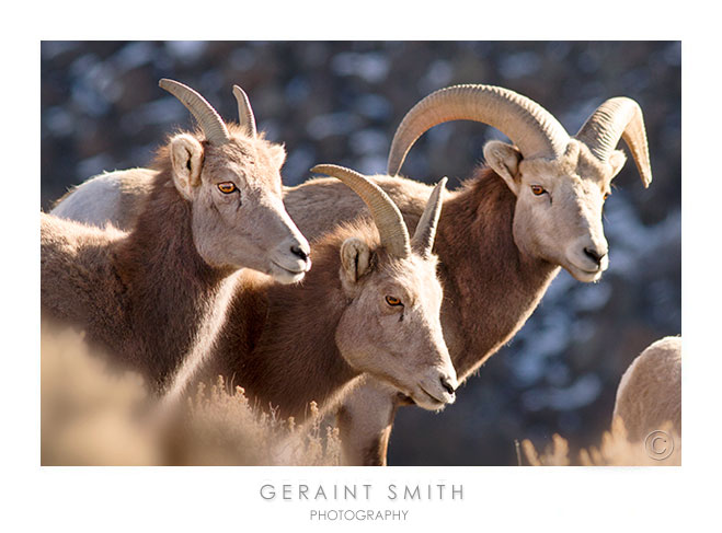 More Big orn sheep on the Rio Grande Gorge Rim