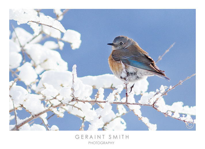 Western Bluebird