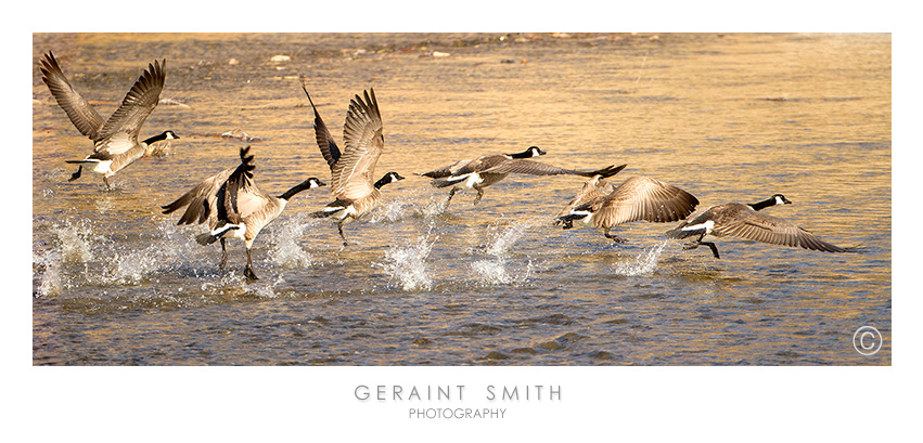 "Lets go" ... Canada geese on the Rio Grande