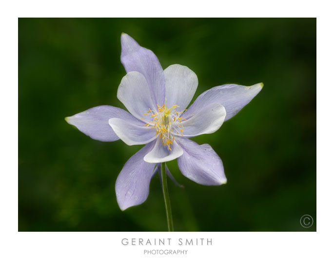 Columbine in the Rio Grande National Forest, Colorado