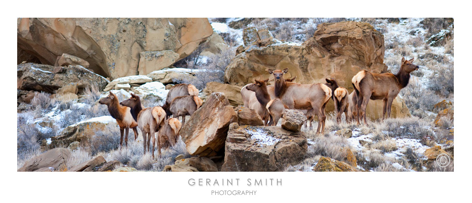 Elk in Chaco Canyon