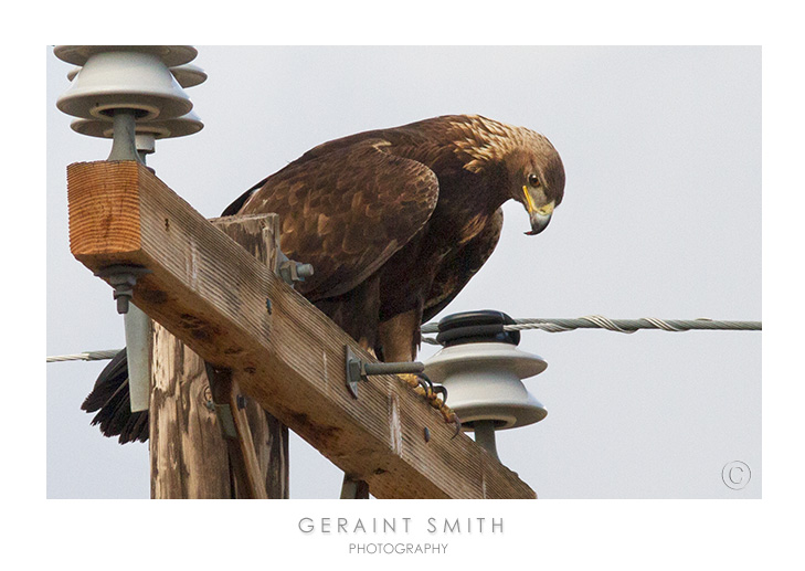 Golden Eagle in the Moreno Valley, NM