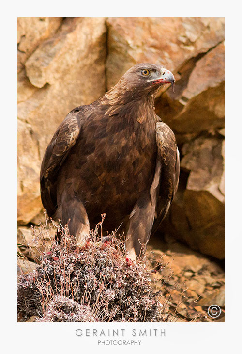 Golden eagle on the canyon walls