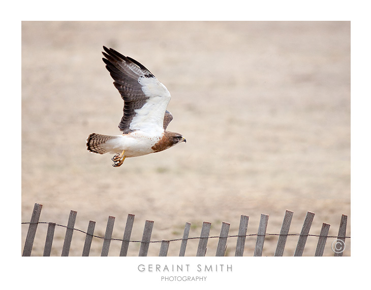 On the eastern grasslands of New Mexico