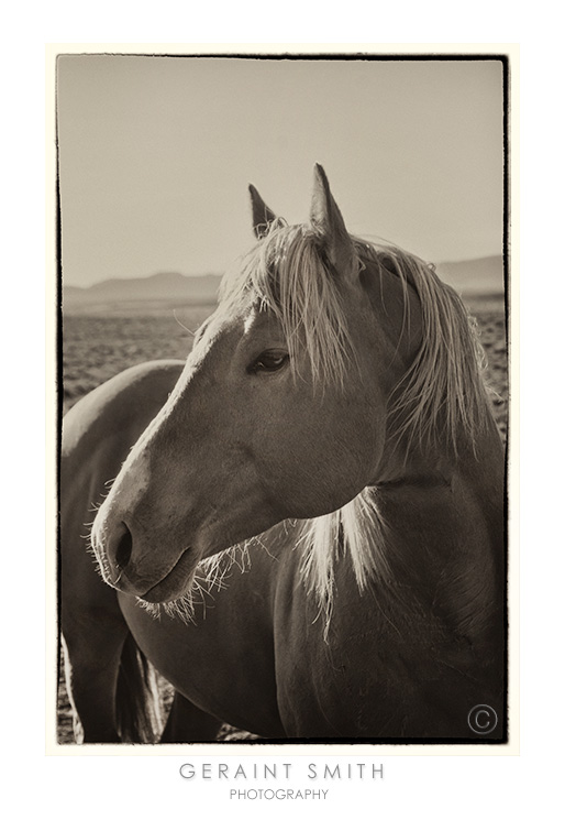 They will pose for you if you ask nicely - in Costilla, NM