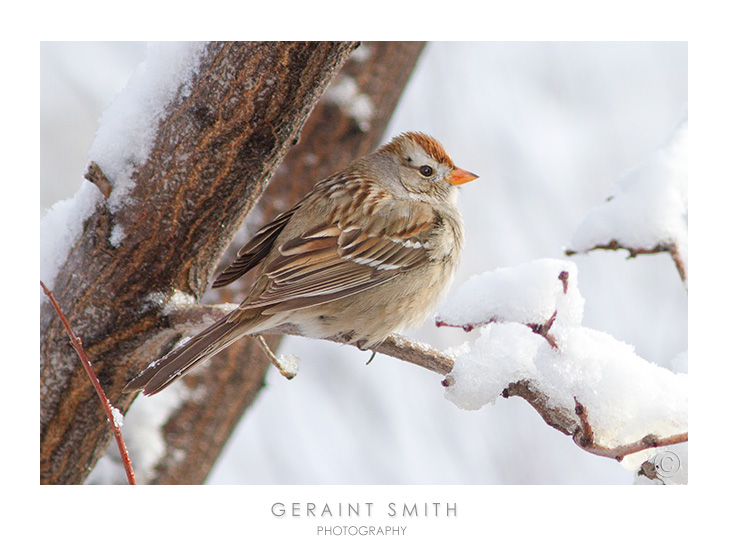 White-crowned sparrow