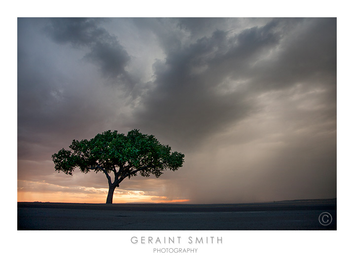 Lone tree storm