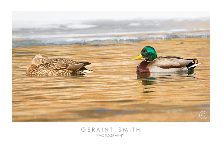 A Mallard couple on an icy Rio Grande in Taos NM