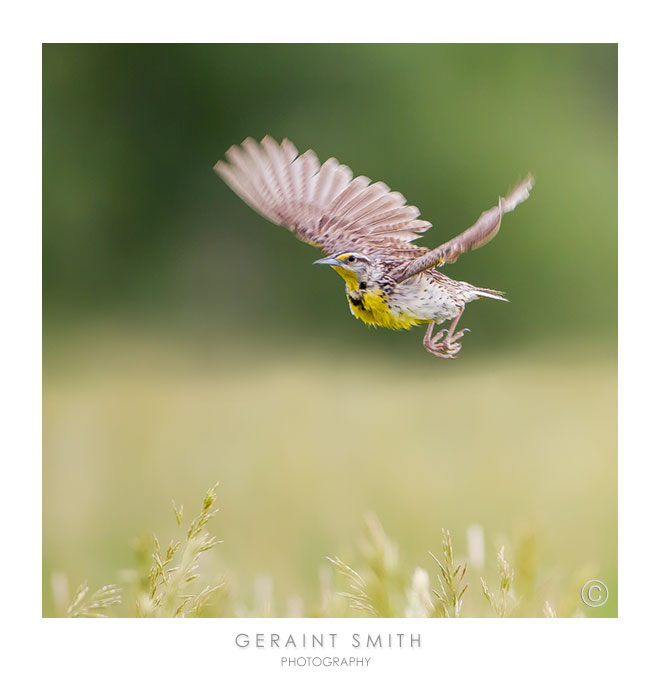 Beautiful Western Meadowlark