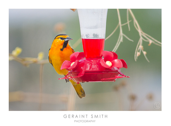 Bullocks Oriole, an interloper at the hummingbird feeder!