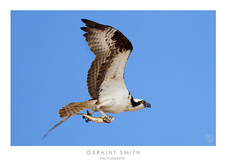 Osprey at Heron Lake