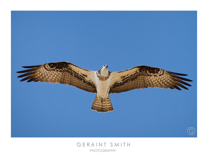 Osprey