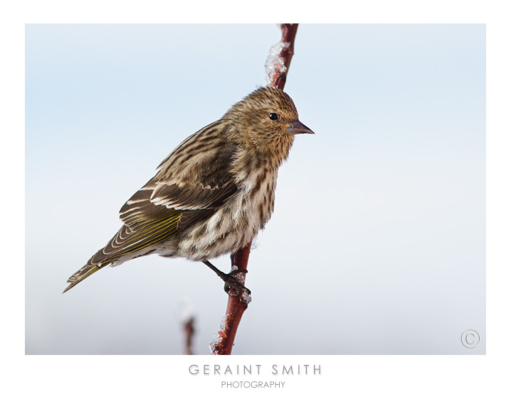 Pine Siskin