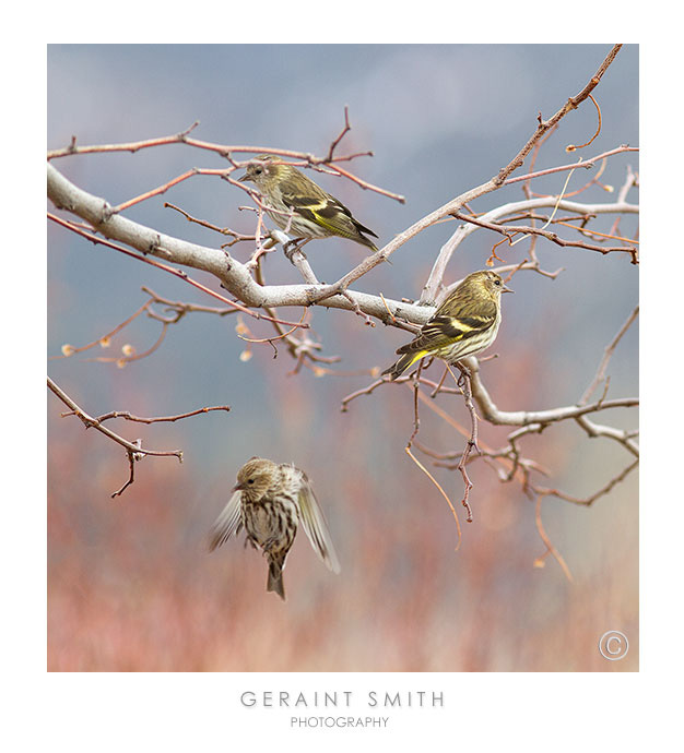 Pine Siskins in the garden