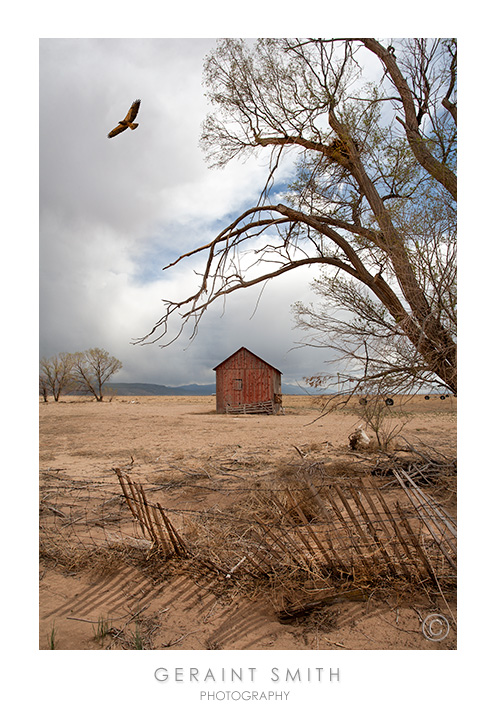 Red barn, hawk and nest