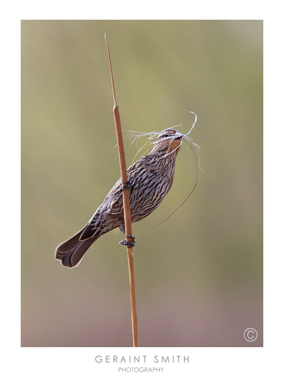 Building a nest in the cat-tails