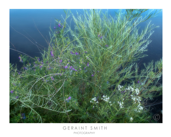 Green along the Rio Grande