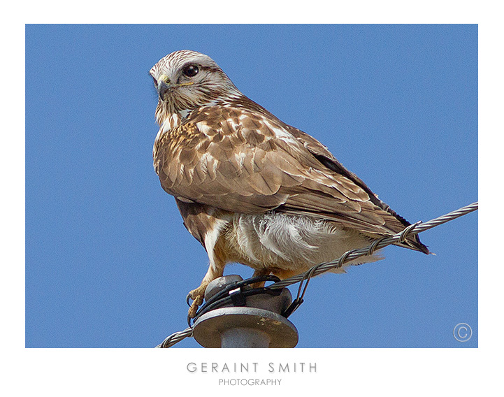 Rough-legged Hawk