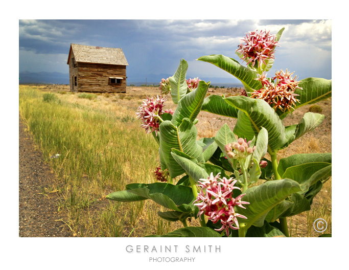 Milkweed, on the road in San Acacio, Colorado