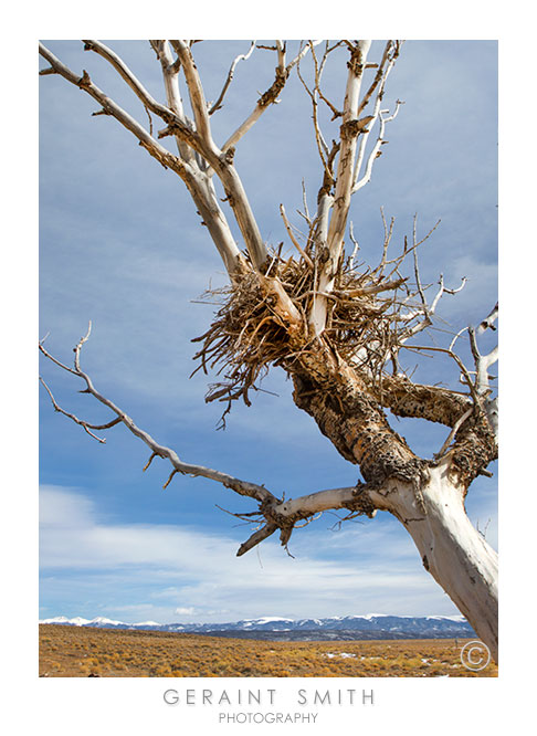 Nest on the plains!