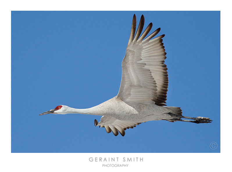 Sandhill Crane heading north into Colorado