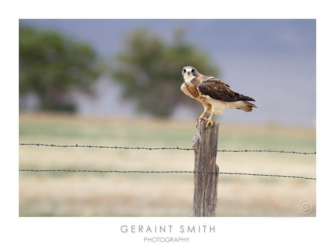 Swainson's Hawk