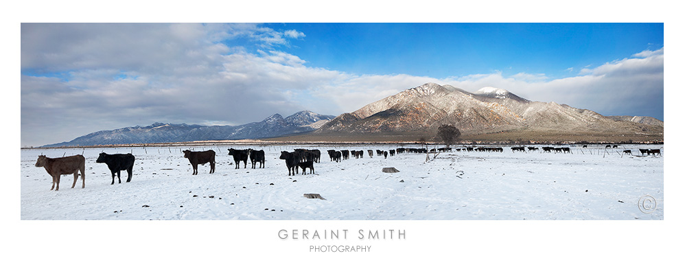 "Until the cows come home ... " in a the fields with Taos Mountain