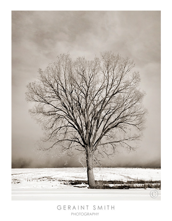 Roadside tree and an incoming blizzard