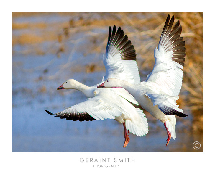 Snow geese for valentine's day