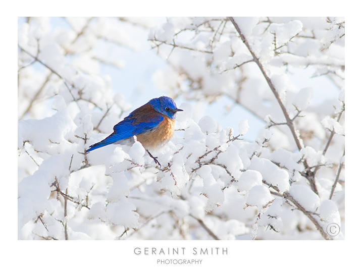 Western Bluebird