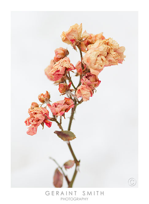 Winter Roses