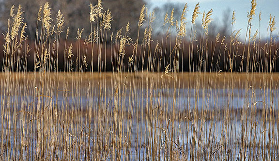 Talls grass at the Bosque del Apache NWR in New Mexico