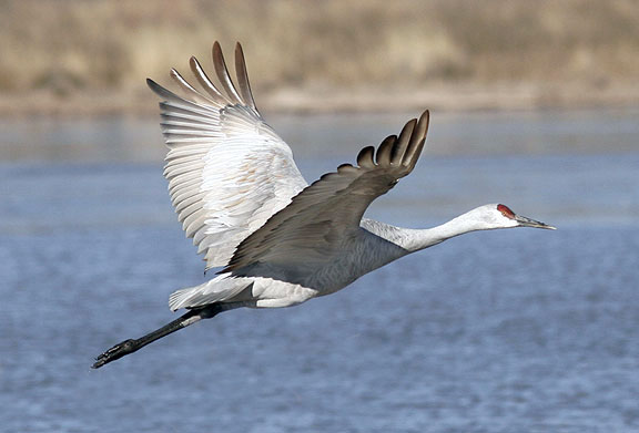 Sandhill Crane in flight at the Bosque del Apache NWR in New Mexico