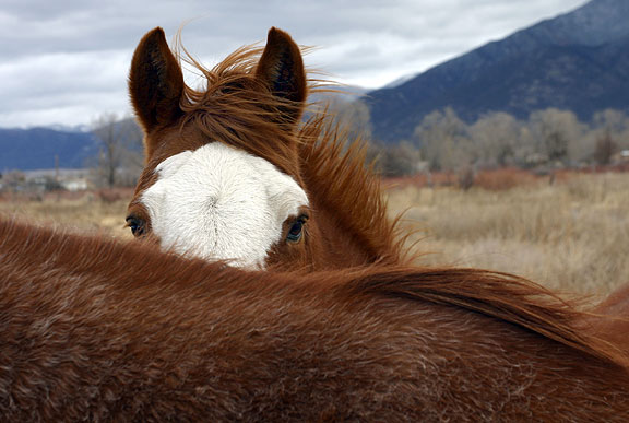 Horses and a blustery day in the El Prado meadows Taos, New Mexico