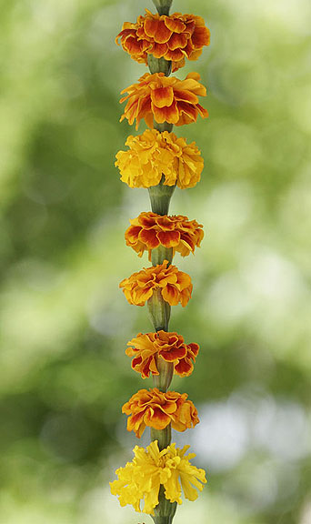 A floral mala, a beautiful site at the Taos farmers market last fall.