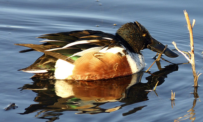 "I'm a shoveler ... I shovel ... " Northern Shoveler duck at the Bosque del Apache NWR in New Mexico