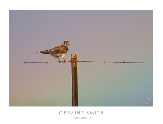 A rain soaked American Kestrel and a hint of a rainbow