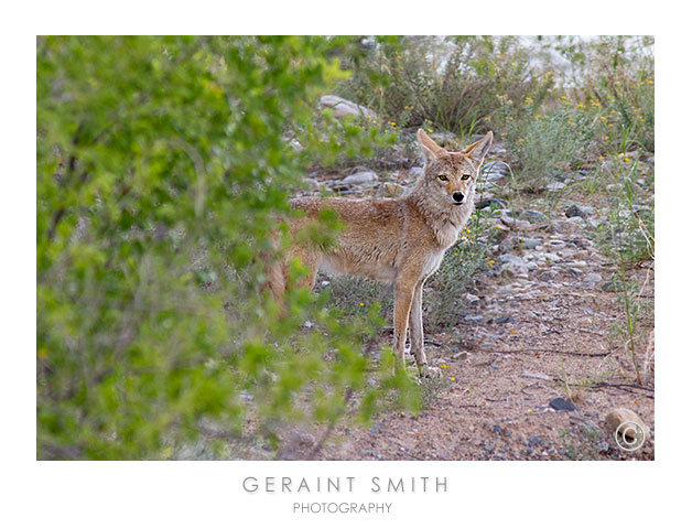 A very pretty coyote!