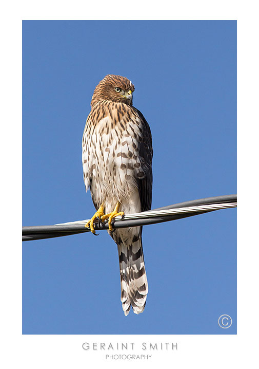 sharp-shinned hawk or a Cooper's hawk