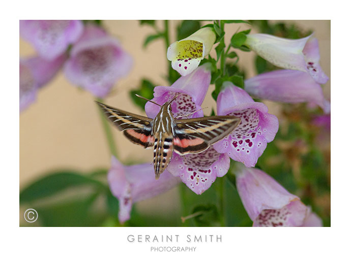 White-lined Sphinx Hummingbird Moth in the Foxgloves
