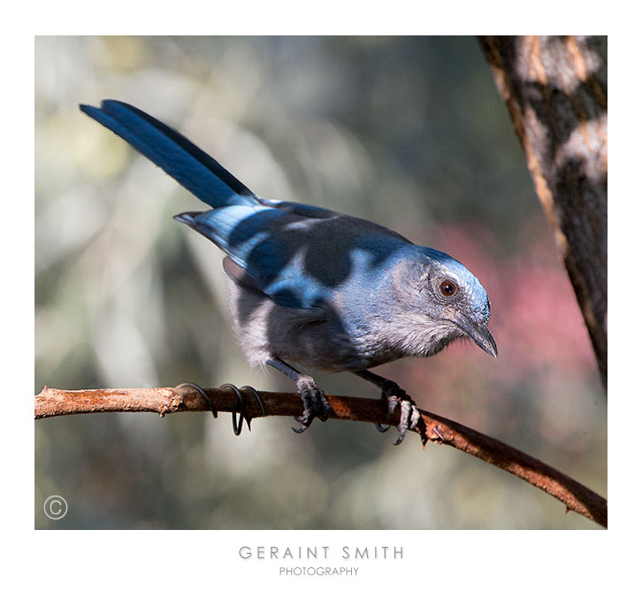 Western Scrub Jay ... photographed with a Canon 6D on wireless remote with the iPhone