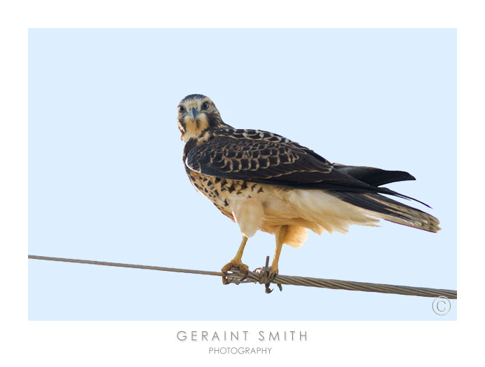 Swainson's Hawk, one of a family of three checking me out checking her out, on the road in Colorado