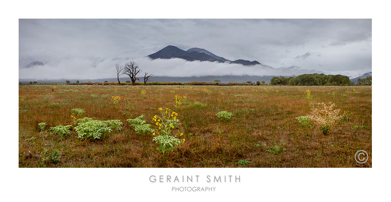 Taos Mountain meadow