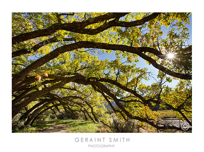 Under the oaks on the Rio Chama