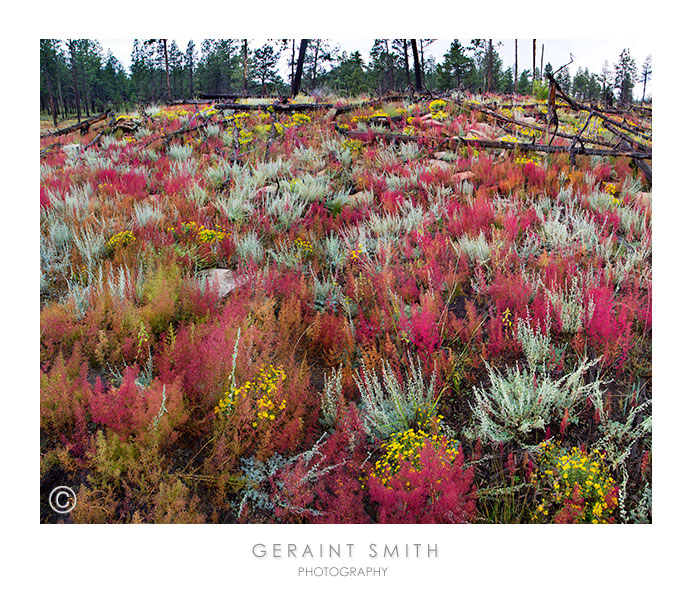 In the Valle Vidal, NM - Colors enhanced by ..... the pouring rain!